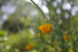Ofuna Flower Center 16.5 (39)宇宙からの贈り物その２